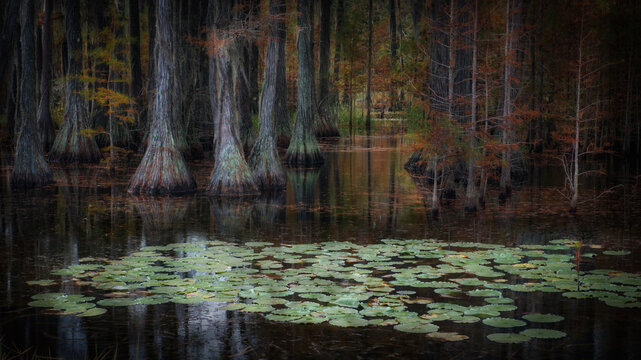 Pond cypress (Taxodium ascendens) growing in Okefenokee swamp, Georgia, USA