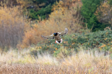 Close-up of a male mallard duck about to land in marshland, British Columbia, Canada