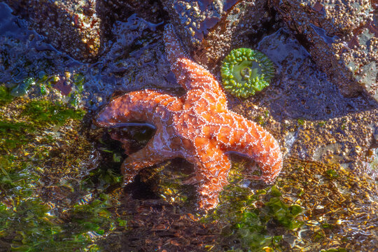 Close-up of an orange starfish on a rock at low tide, Vancouver Island, British Columbia, Canada