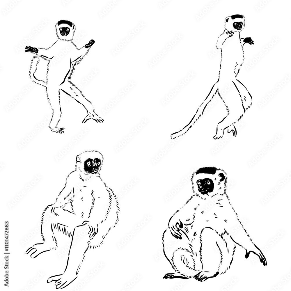 Wall mural Verreaux's sifaka - vector illustration sketch hand drawn with black lines