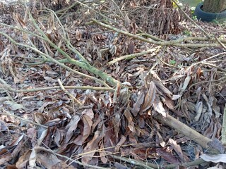 Pile of dry twigs and leaves on the ground in the garden.photo taken in malaysia
