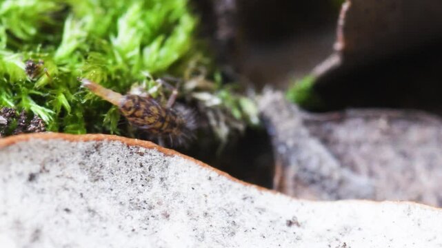 springtail in Elba island, Orchesella sp., collembola, springtail, insect,