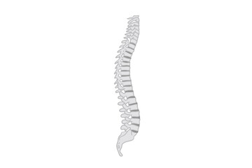 illustration vector of human spine