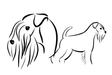 A vector sketch of a miniature schnauzer, capturing the dog’s unique features in a minimalist, artistic outline