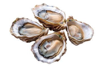 Naklejka premium Fresh oysters are displayed, showcasing their smooth, shiny shells and succulent meat inside.