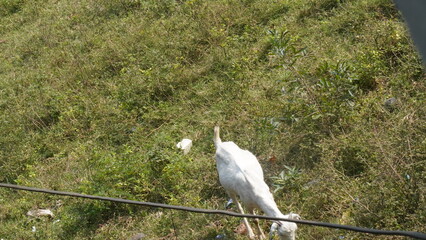 The Goat : A lone goat grazes peacefully on a lush, green field, its head lowered, nibbling tender grass under a bright, clear sky.