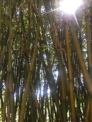 bamboo
