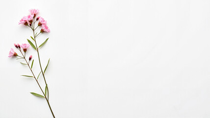 Pink wildflowers with long stems on a soft white background