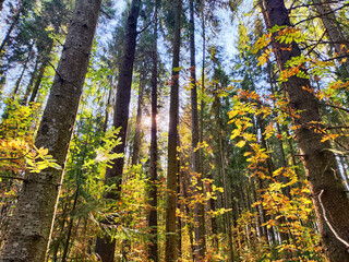 Obraz premium A charming green-roofed house covered in vibrant vines under a clear blue sky in a sunny landscape with lush trees