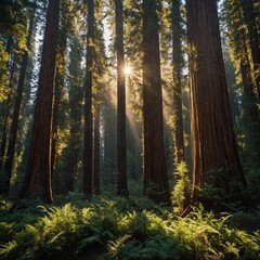 Obraz premium A giant redwood tree in a serene forest clearing with sunlight filtering through its branches.
