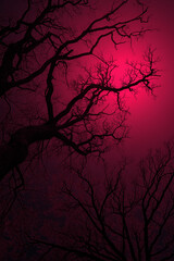 Obraz premium Tree in the night. Leafless Oak tree branches silhouette. Black and red. Natural oak tree branches on a red background. Silhouettes of a dark gloomy forest with textured trees. Gothic background. 