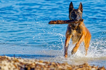 Dog playing at the beach in Antibes