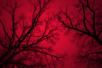 Leafless tree branches silhouette. Black and red. Natural tree branches silhouette on a red...