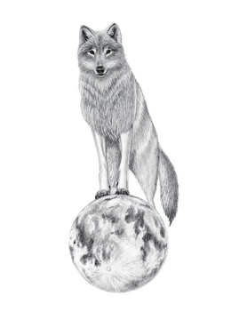 Wolf standing on the moon on white background, pencil illustration