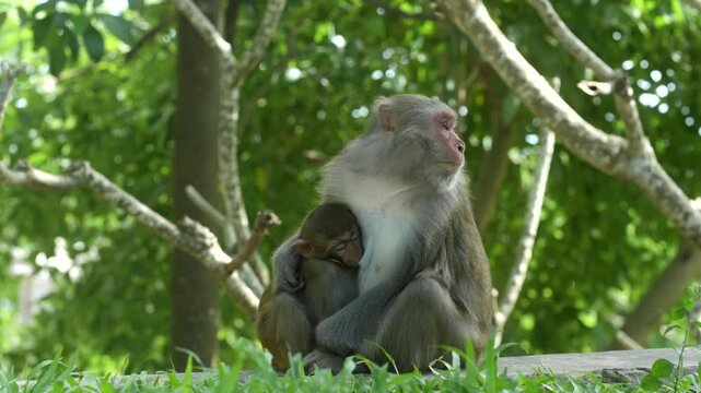 Monkey mom and son 4k monkeys green grey Vietnam