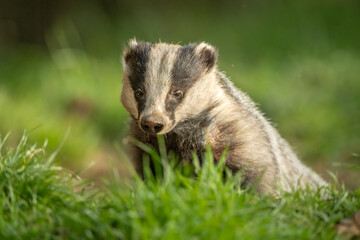 Badger on the grass, close up in Scotland in the daylight © Digital Nature 