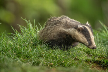 Badger on the grass, close up in Scotland © Digital Nature 