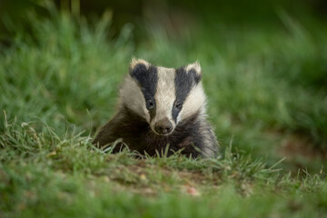 Badger on the grass, close up in Scotland © Digital Nature 
