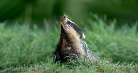 Badger on the grass, close up in Scotland © Digital Nature 