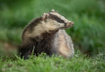 Badger on the grass, close up in Scotland © Digital Nature 