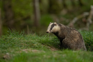 Badger on the grass, close up in Scotland in the daylight © Digital Nature 