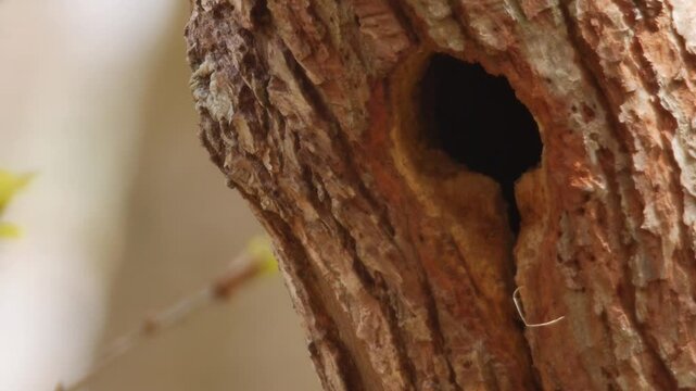 Extreme close up of bluetit jumping out of nest in tree
