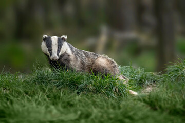 Badger on the grass, close up in Scotland © Digital Nature 