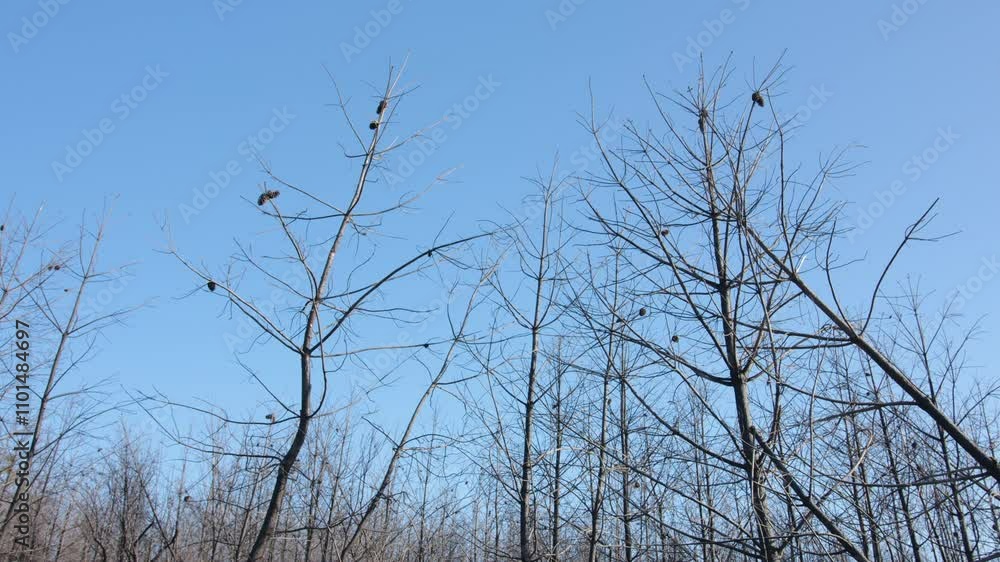 Poster low angle view of birds resting on bare tree thin branches against sky. tree is devoid of leaves.