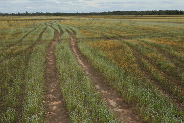 Tire tracks running through the flower path.
Nong Ya Ma Wild Flower Field ,Warin Chamrap ,Ubon Ratchathani province ,Thailand