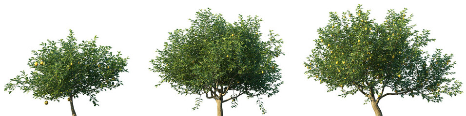 Set of Citrus limon (The lemon) frontal set trees isolated png on a transparent background...