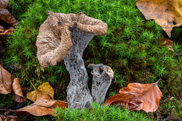 Interesting and edible Craterellus cornucopioides mushrooms