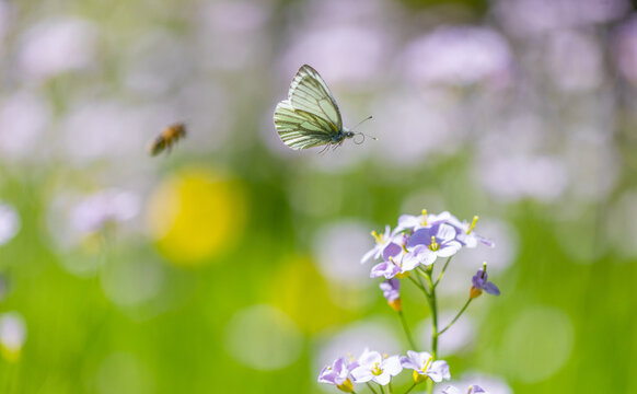 butterfly and bie on a flower