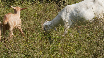 The Goat : A lone goat grazes peacefully on a lush, green field, its head lowered, nibbling tender grass under a bright, clear sky.