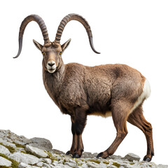 Fototapeta premium mountain goat isolated on white