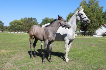 Young mare and his foal show off their skills on a beautiful summer day