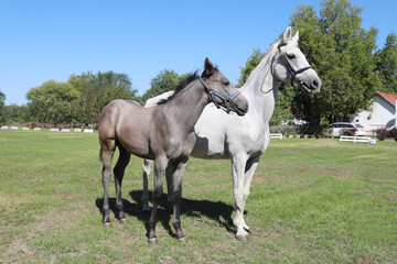 Obraz premium Young mare and his foal show off their skills on a beautiful summer day