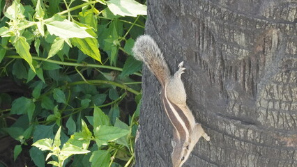 Obraz premium The Squirrels: Close-up of a squirrel in natural habitat, showcasing its expressive eyes, fluffy tail, and tiny paws, capturing a moment of curiosity.