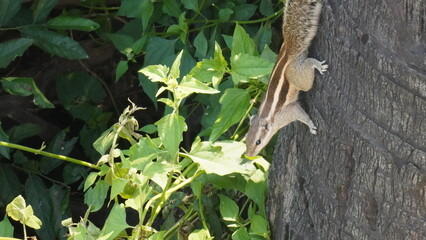 The Squirrels: Close-up of a squirrel in natural habitat, showcasing its expressive eyes, fluffy tail, and tiny paws, capturing a moment of curiosity.