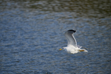 Fototapeta premium Yellow-legged Gull, Larus michahellis
