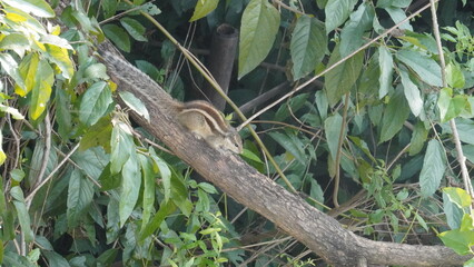 The Squirrels: Close-up of a squirrel in natural habitat, showcasing its expressive eyes, fluffy tail, and tiny paws, capturing a moment of curiosity.