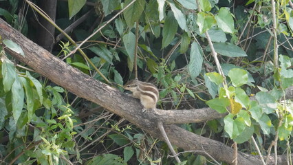 The Squirrels: Close-up of a squirrel in natural habitat, showcasing its expressive eyes, fluffy tail, and tiny paws, capturing a moment of curiosity.