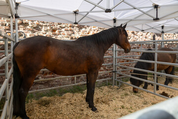 Horses in enclosed tent at rustic outdoor event