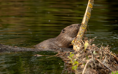 Beaver gnawing a branch in a river in the united kingdom