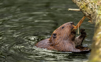 Beaver gnawing a branch in a river in the united kingdom