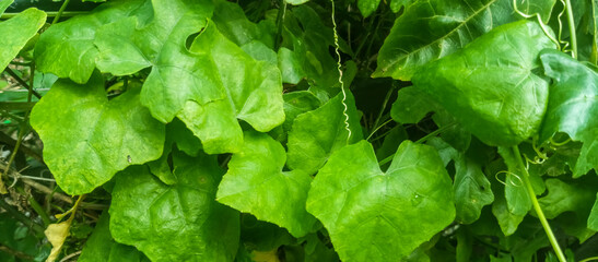 Green leaf texture