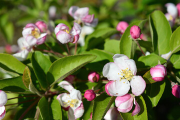 a close up of a blooming apple tree with pink and white flowers