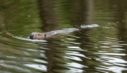 Beaver swimming along a river close up in Scotland in the summertime © Digital Nature 