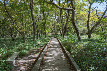 群馬　覚満淵の木道（前橋市）