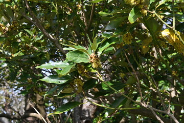 Neolitsea sericea flowers. Lauraceae evergreen tree.
Dioecious, it produces many small yellowish-brown flowers in late autumn.
