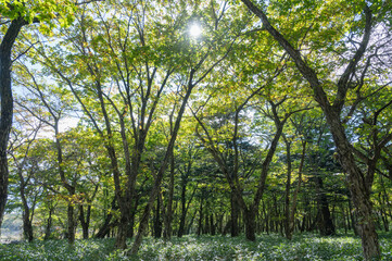 Fototapeta premium 群馬 覚満淵の森林（前橋市）